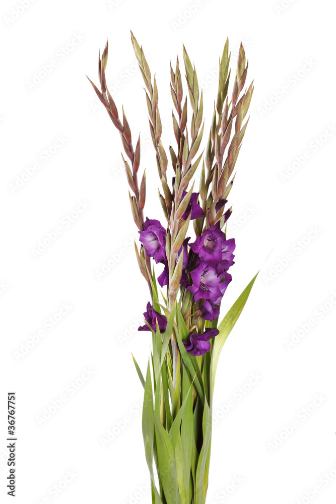 Fototapeta premium gladiolus on the white