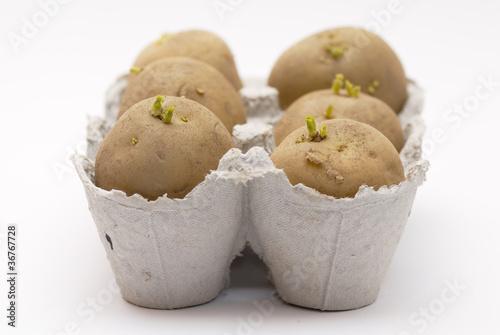 Six potatoes chitting (sprouting) in an egg carton.