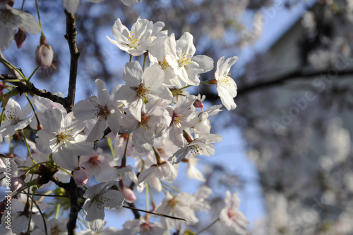 beautiful flower of white Sakura in Japan