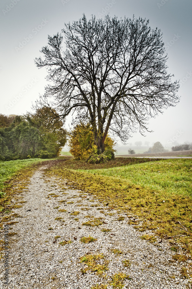autumn autumn