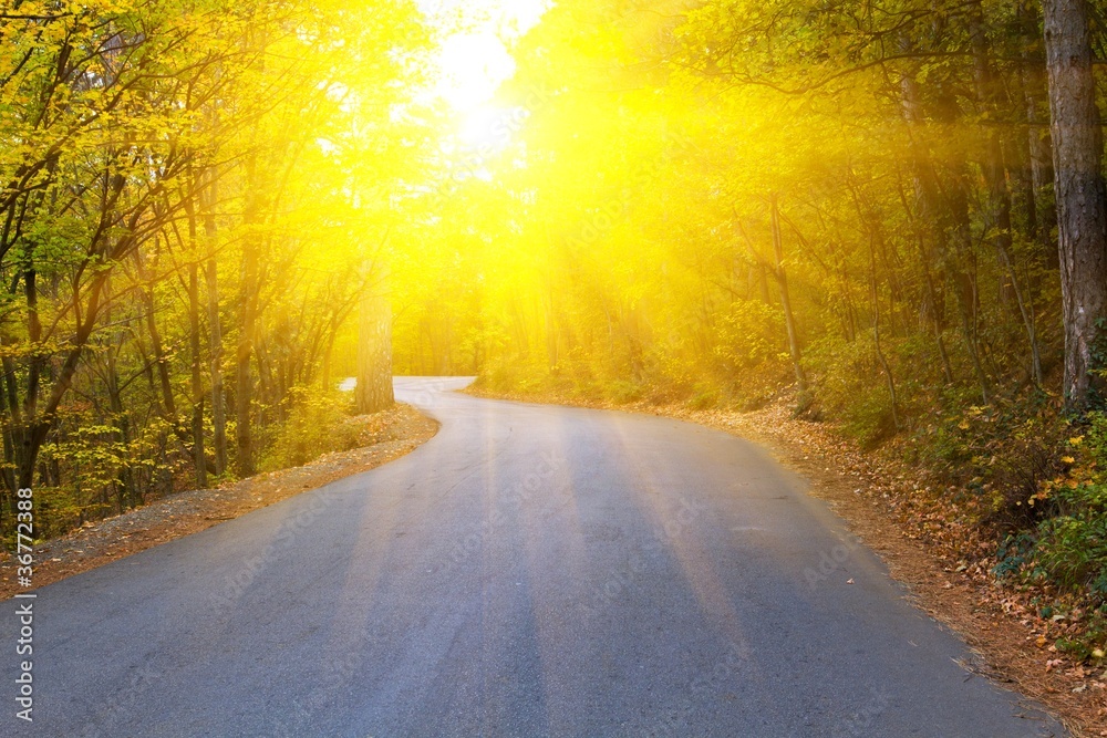 asphalt road in a forest in a rays of sparkle sun