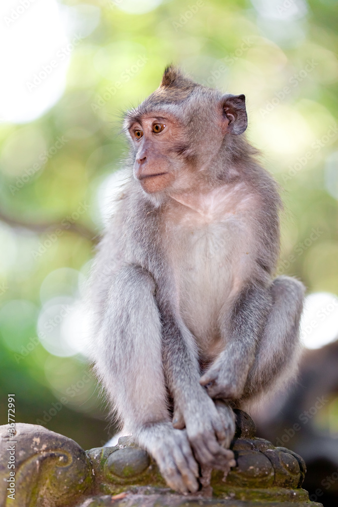 Sweet Little Monkeys - The Everyday Life