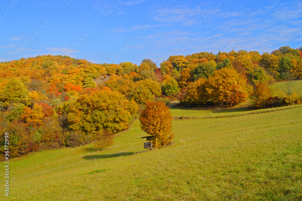Fototapeta premium Goldener Oktober