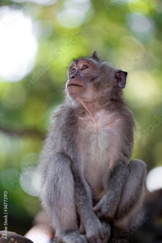 Sweet Little Monkeys - The Everyday Life
