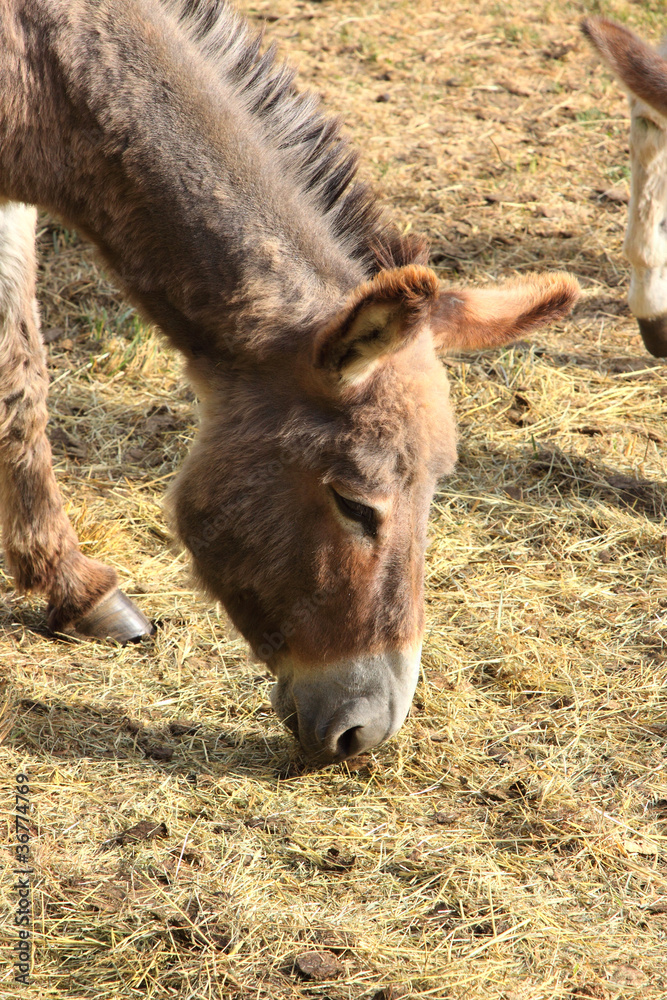 quiet donkey in a field in spring, ane quiet donkey in a field in spring, ane