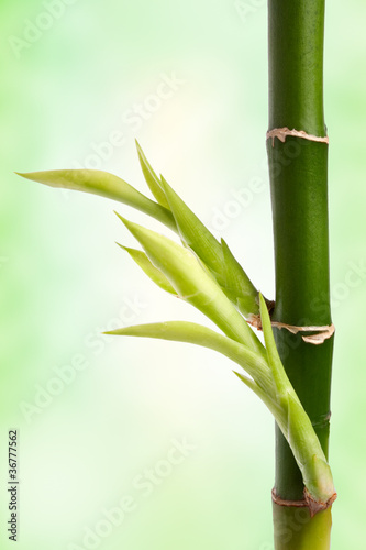 Fototapeta Naklejka Na Ścianę i Meble -  bamboo branch over abstract background