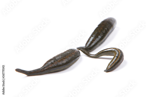 Three medicinal leeches on a white background