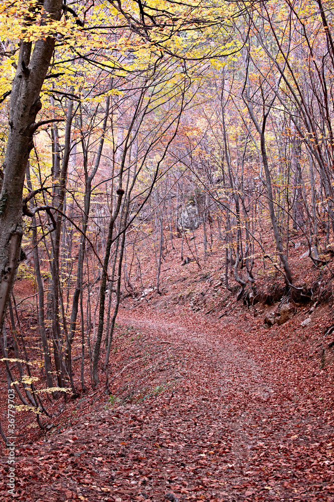 Road through the autumn forest Road through the autumn forest