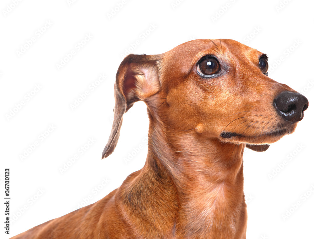 dachshund over white background