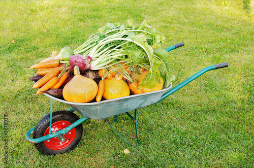Many different vegetables lie in the garden cart