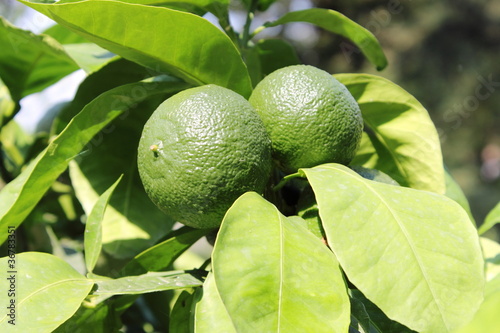 Green lemons on tree