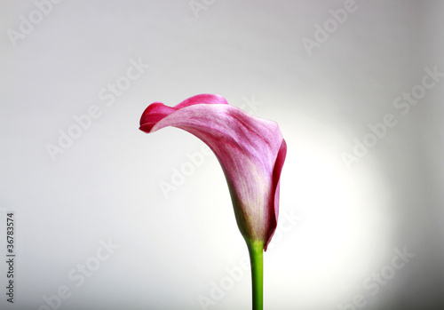 Calla