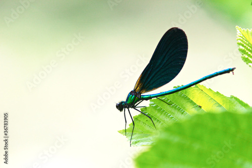 Dark blue dragonfly on green leaf of hazel closeup