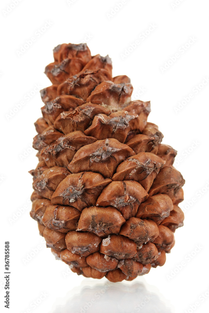 Beautiful pine cone isolated on white Beautiful pine cone isolated on white