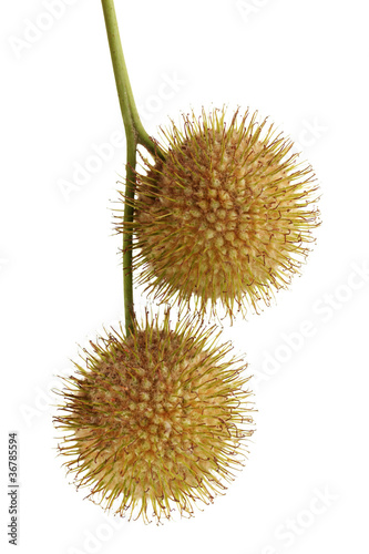 Balls of maple seeds isolated on white