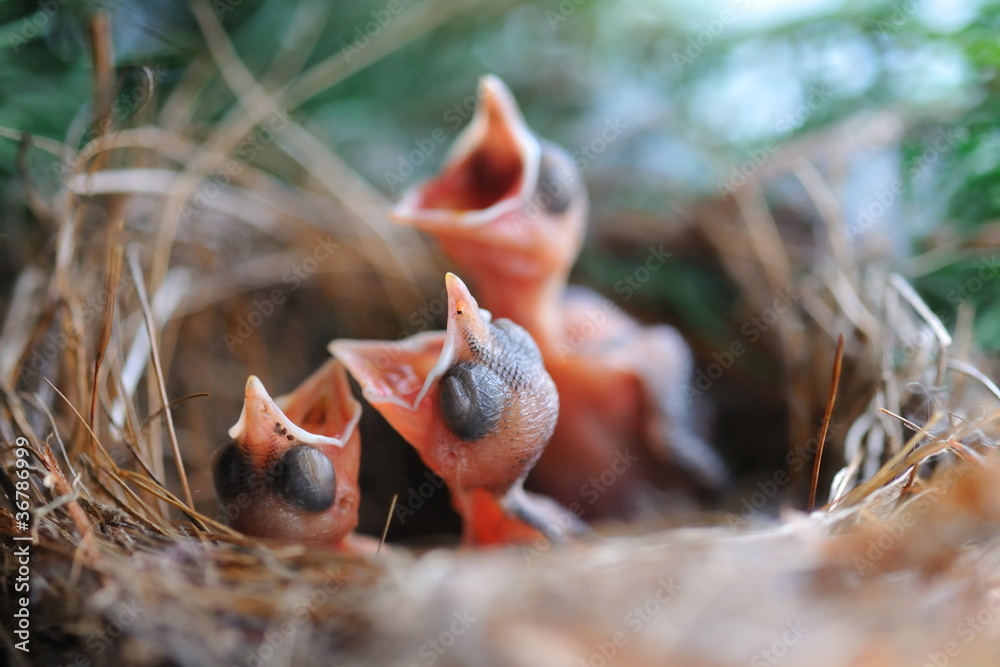 Oisillons bulbul orphée attendant la becquée.