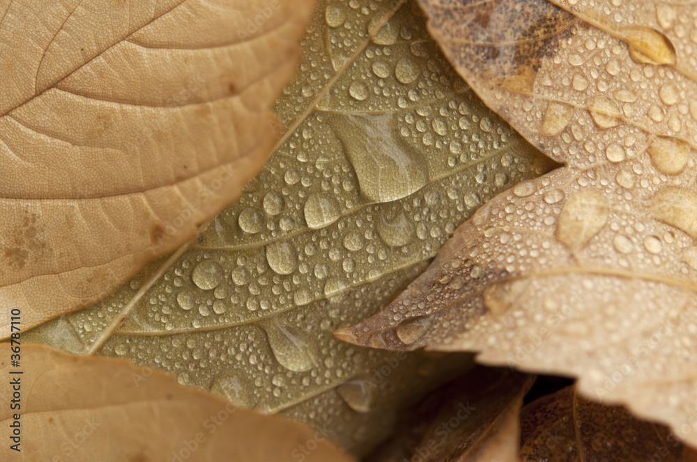 Fototapeta premium water drops of autunm leaves