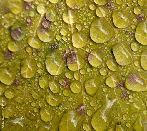 water drops of autunm leaves