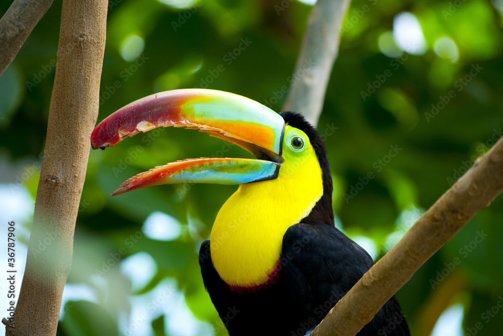 Fototapeta premium Toucan