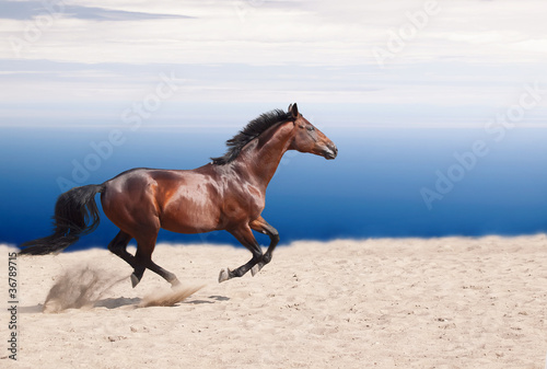 cantering bay stallion on the sand at sky background