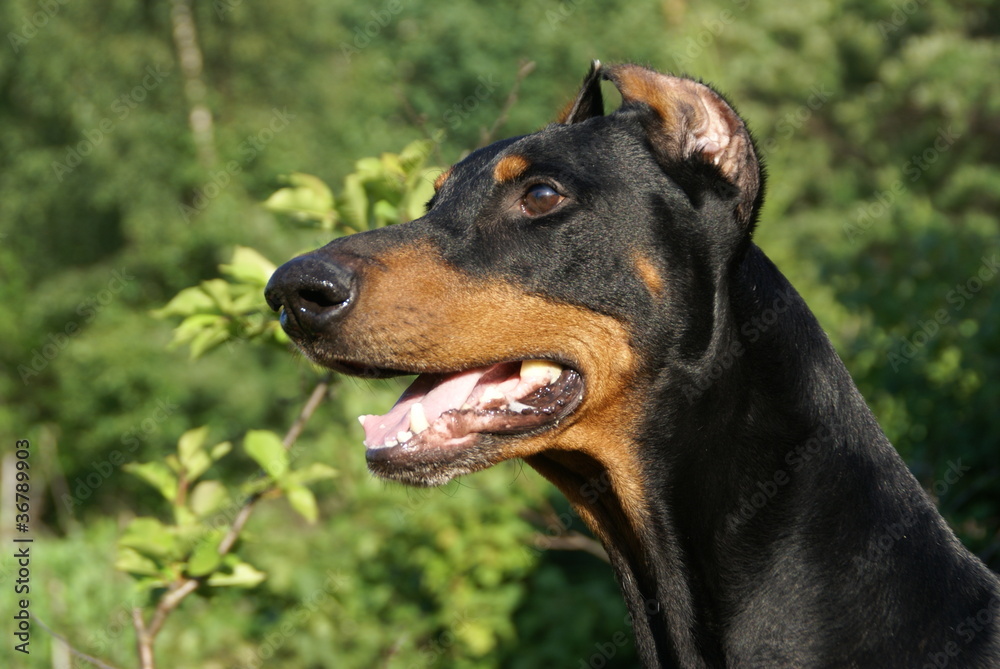 Brave doberman