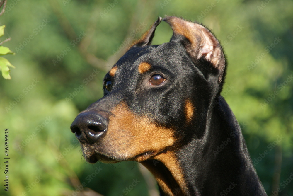 Doberman is the best guard and friend