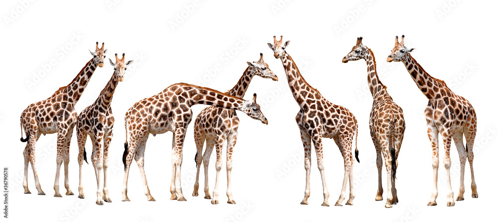 Fototapeta premium giraffes isolated