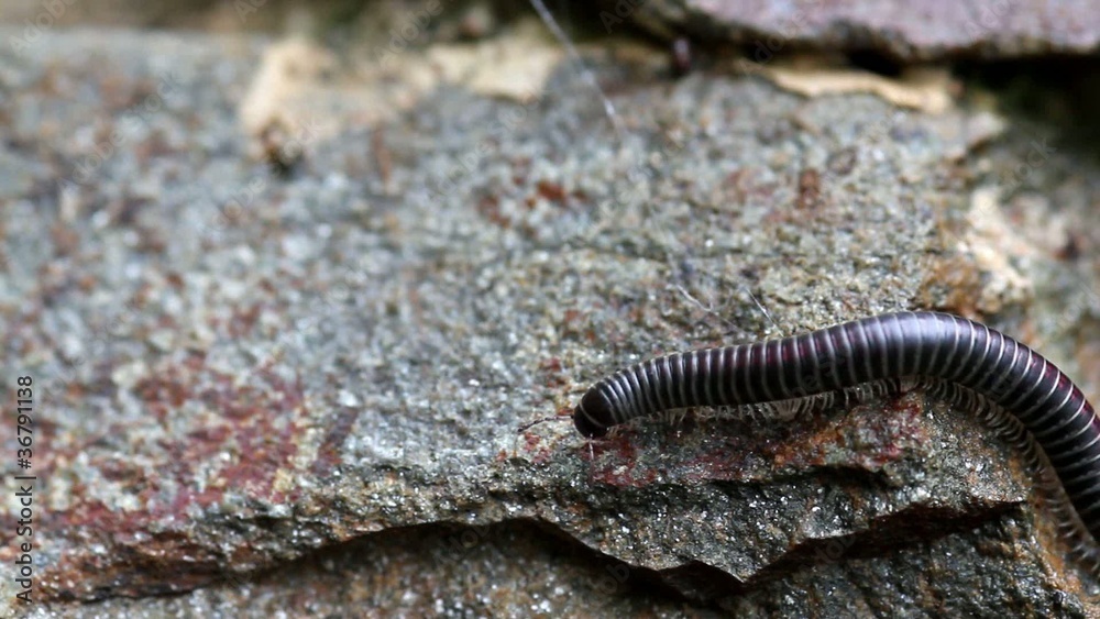Pest insect Pest insect