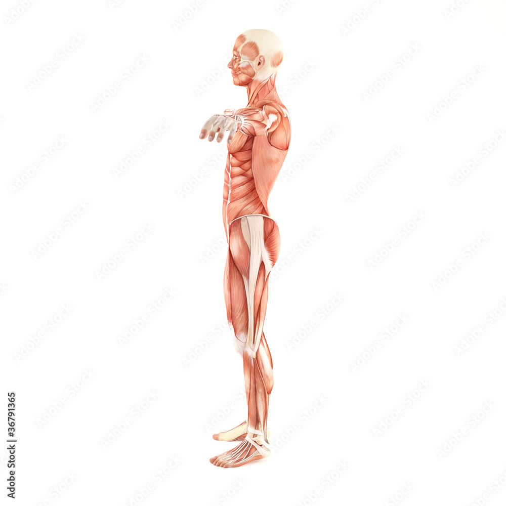 Man muscles anatomy system isolated on white background Man muscles anatomy system isolated on white background