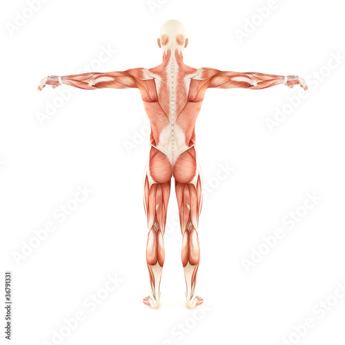 Man muscles anatomy system isolated on white background