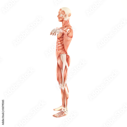Man muscles anatomy system isolated on white background