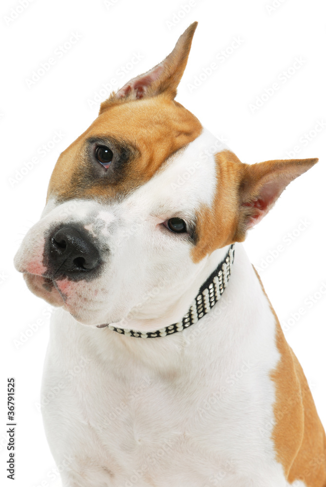 American Staffordshire terrier on white background
