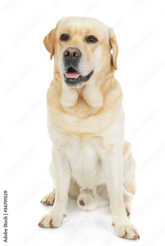 Golden Retriever isolated on a white background