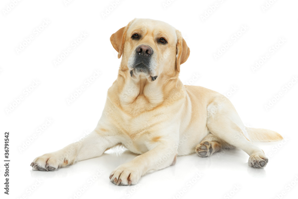 Golden Retriever isolated on a white background Golden Retriever isolated on a white background