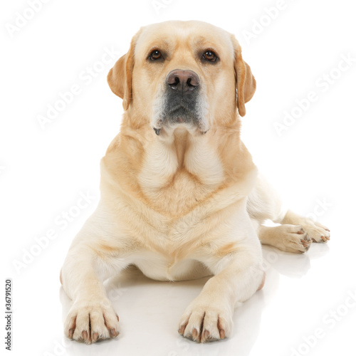 Golden Retriever isolated on a white background