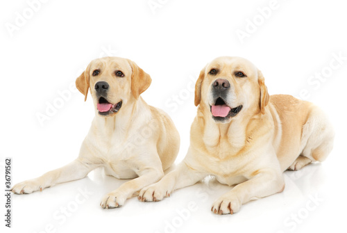 Two Golden Retriever dogs isolated on a white background