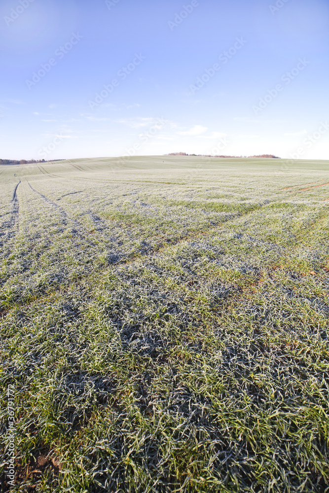 Frost in young wheat.