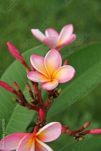 fleur de frangipanier