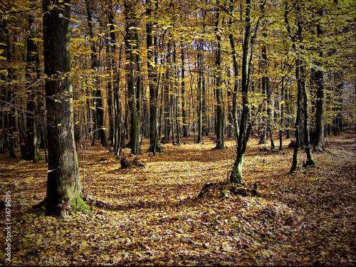 Autumn in the woods photo