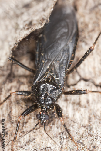 Masked Assassin Bug (Reduvius personatus)