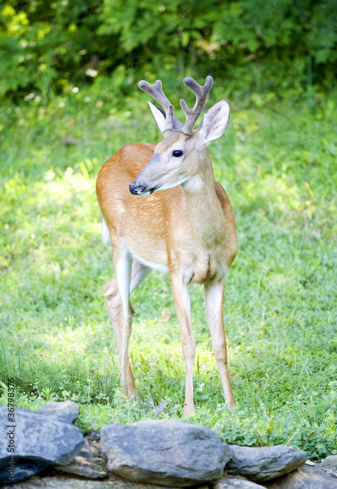 Buck on the rocks Buck on the rocks