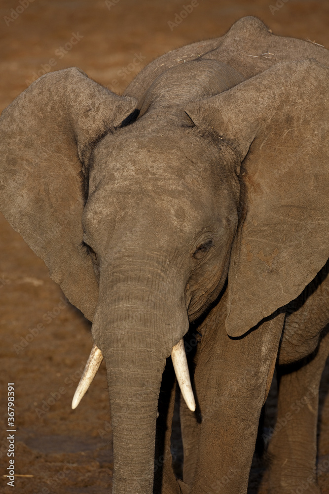 Obraz premium Elephant 0839