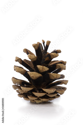 Pine Cone on White Background