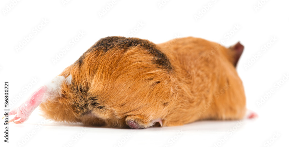 Obraz premium guinea pig