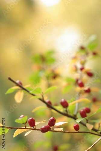 Beautiful blooming spring flower