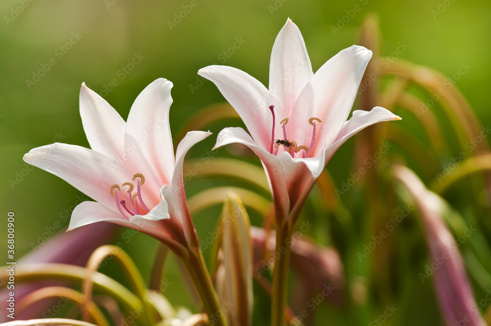 Fototapeta premium fiori 1363