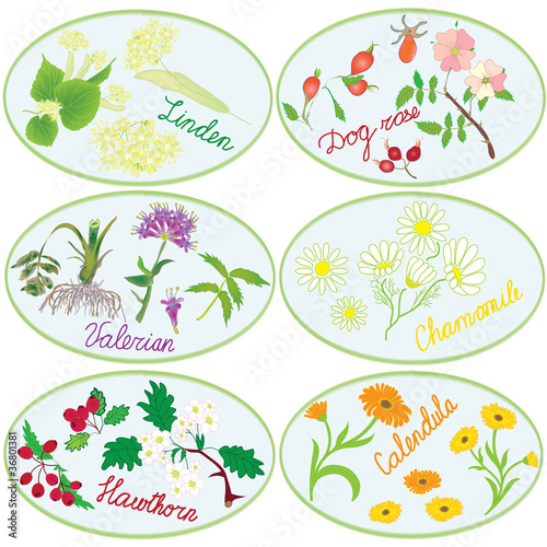 Set of icons with herbs for green pharmacy