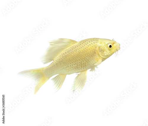 Golden Koi Fish on white background