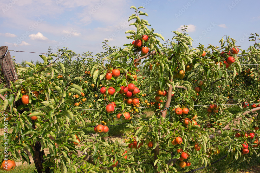 apple orchard in summer, covered with colorful apples, pomme