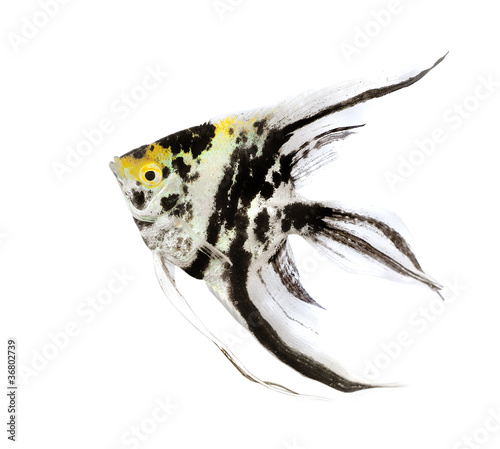 Photography Angel fish